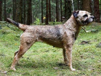 Maxima z Bukovských lesů