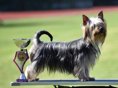 Chloe Silk of Bohemia