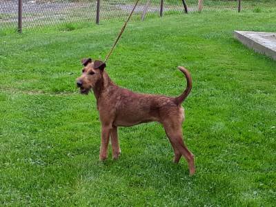 Lucky Lady Simply Irish