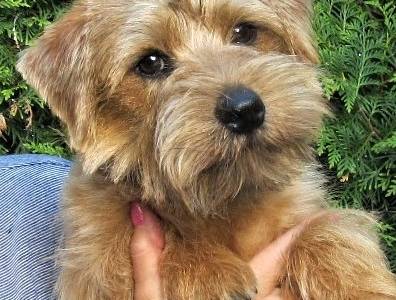 Hold To Ransom Royal Osito