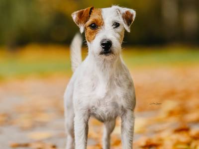 Dolores od Sacagavei