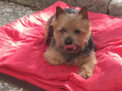 Charisma Terry-Westie