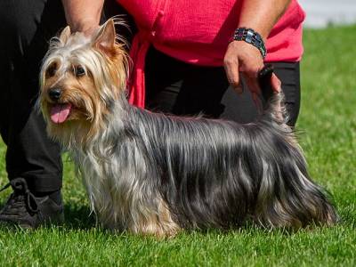 Innocent Silk of Bohemia