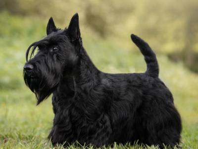 Brueik Reach for the Stars