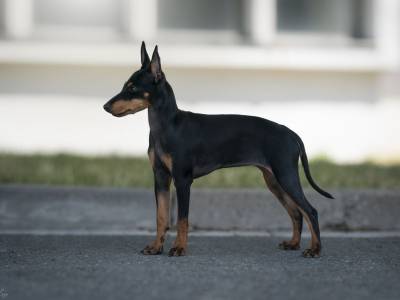 X-Pected Dine Mites Ebony