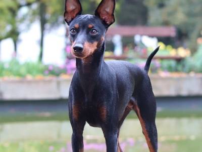 Stonemeadow's Forget Me Not