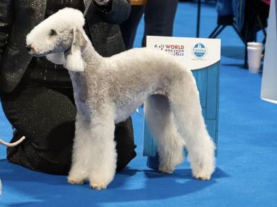 Annie Angel Bohemia Opus