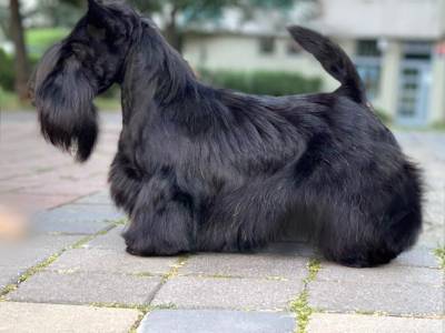 Aphrodite Urania Ola Terraneola