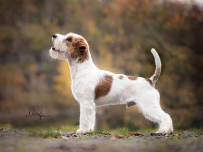 Bayamo Via Heraltisz