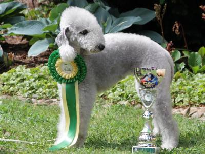 Beya Gal Clarissimus