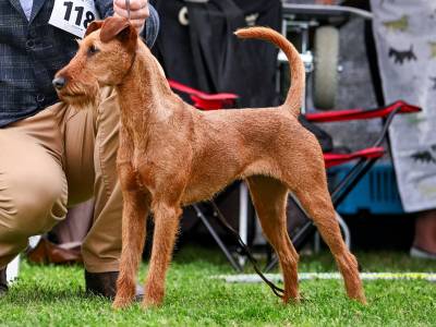 Iridia Sfora Nemroda