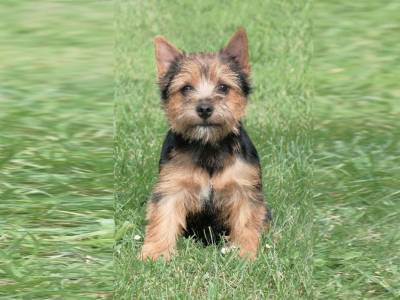 Trish Lett Terry-Westie