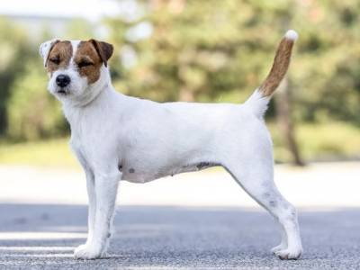 Sonateekas New Sketch