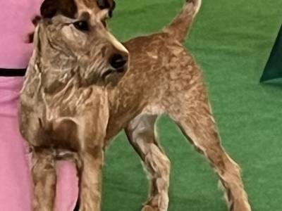 Nothing More Than Nutella Simply Irish