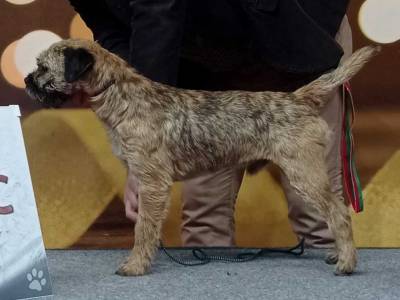 Ogar od Paplové cesty