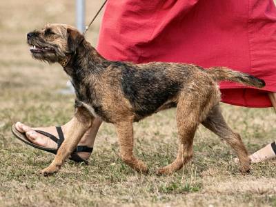 Gabriela Bohemia Diplomat