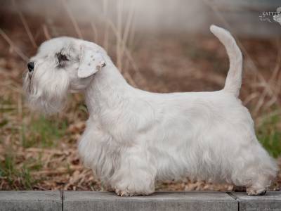 Abbadon od Veselý Anežky