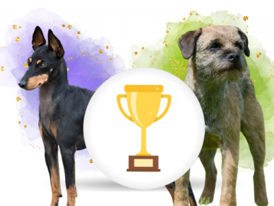 Nejlepší teriér KRÁSA 2025