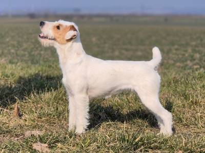 Nutella Kutcher - Chan