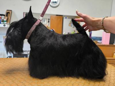 De Magic Illusion in Love