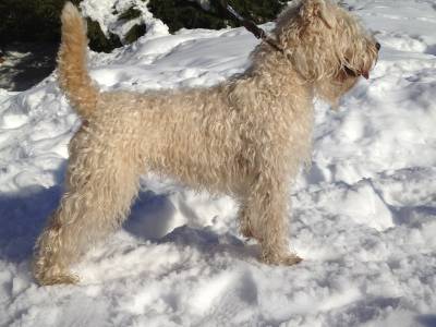 Haniel Wheaten Darling