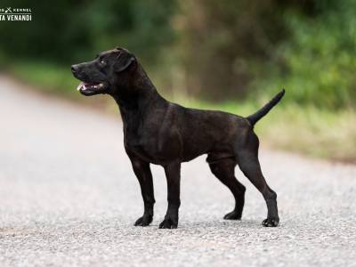 Diablo Invicta Venandi