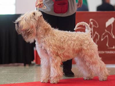 Armstrong the Moon Boy Lulineska