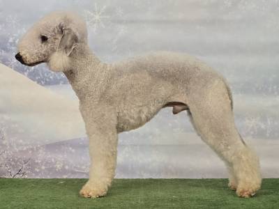 Benjamin Magic Amparador