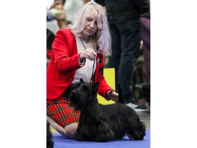 Diamanta Ola Terraneola