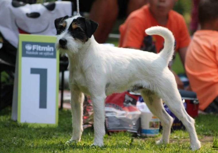 Adorable Aik Black Bubble