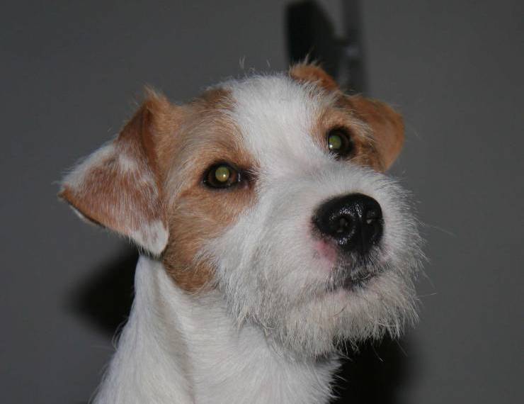 Marco Polo Černý faun