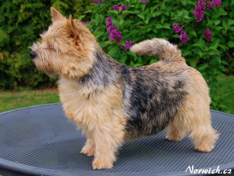 AAA-Black Berry Blataj