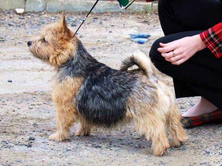 AAA-Black Berry Blataj