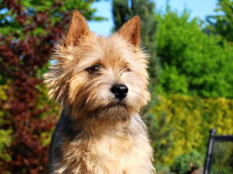 AAA-Black Berry Blataj