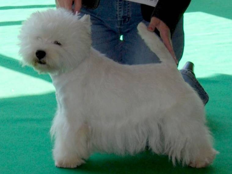 Wild Spirit of Blataj