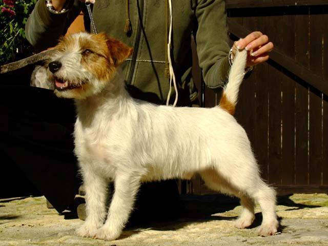 Lemosa Hopes Mandrake