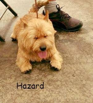 Hazard Terry-Westie