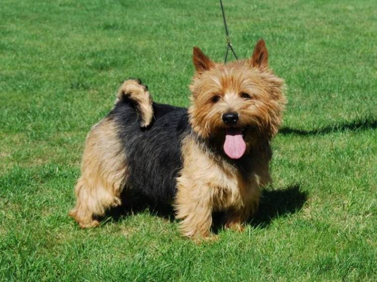 Nathan von den Zwei Eichen