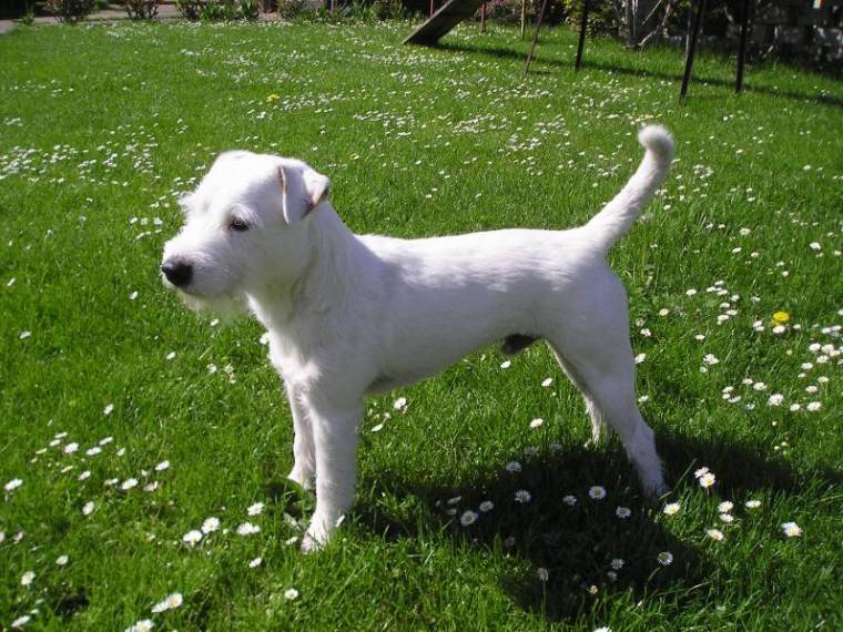 Fox Meadow's Artic Ice