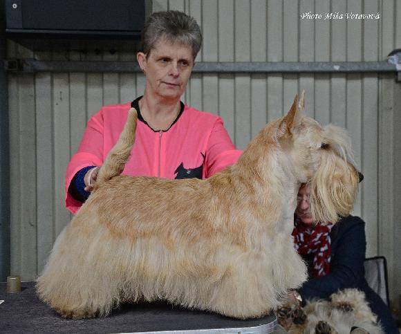 Eshly IR-IT Scottish