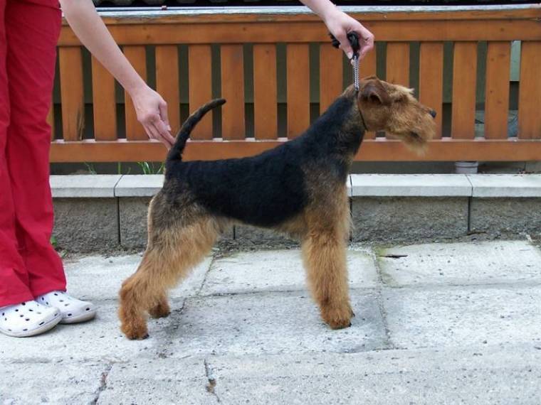 Hat-Trick od Guvernéra