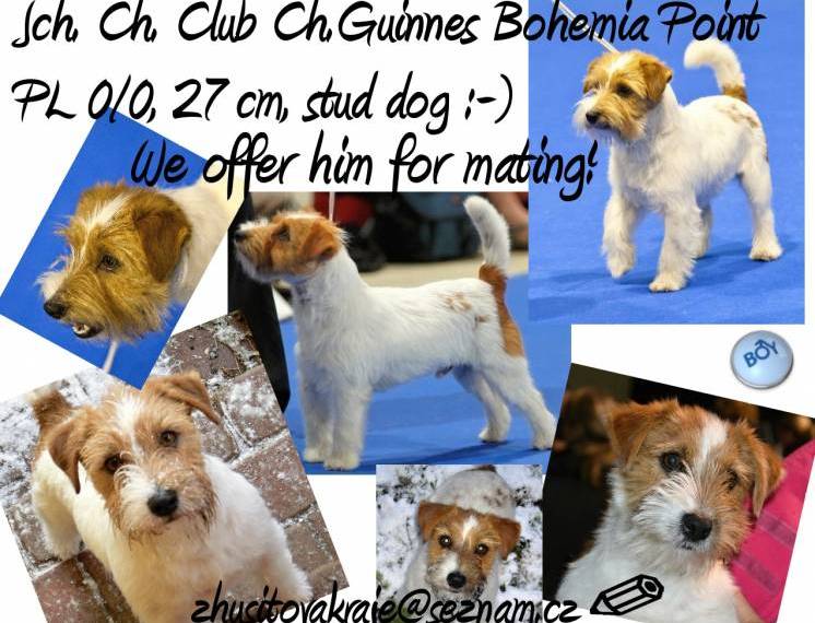 Guiness Bohemia Point