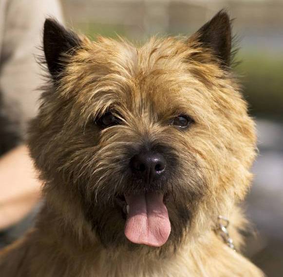 Danaos Hoity-Toity Gang