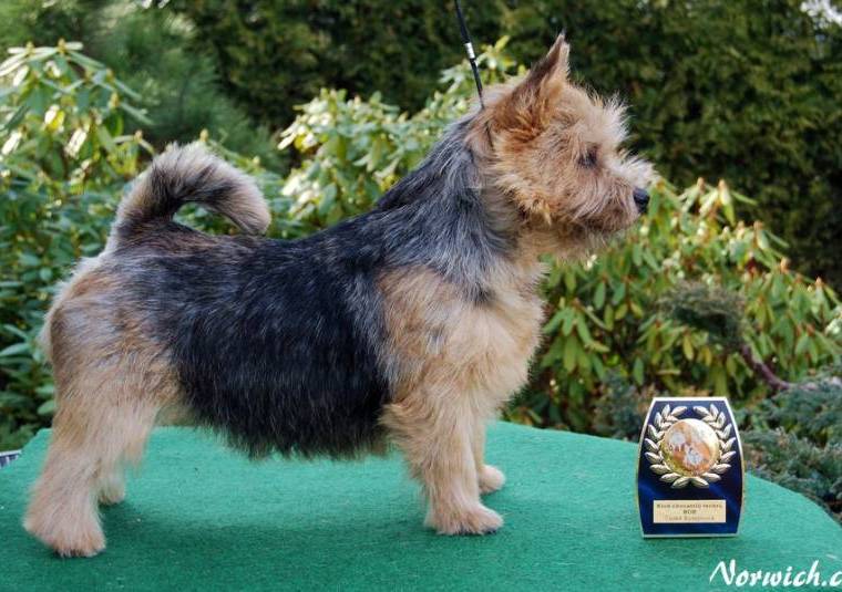 AAA-Black Berry Blataj