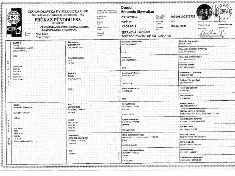 Dared Bohemia Skywalker