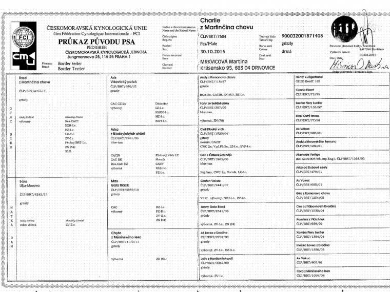 Charlie z Martinčina chovu