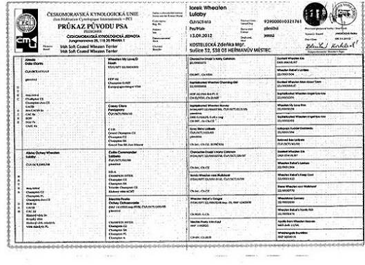 Iorek Wheaten Lulaby