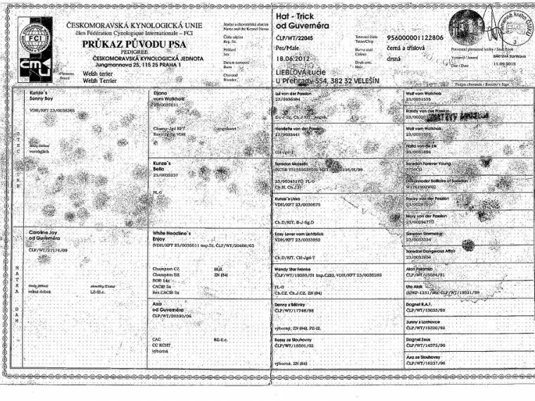 Hat-Trick od Guvernéra