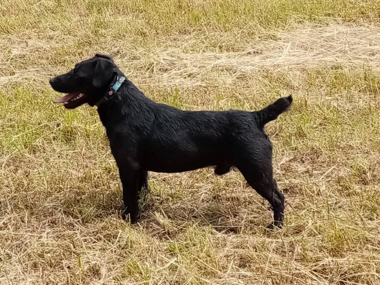 Chuligan Čelivský drákula