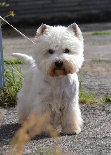 Albert od Hošťálky